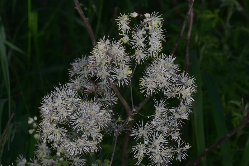 Thalictrum przewalskii photo 5
