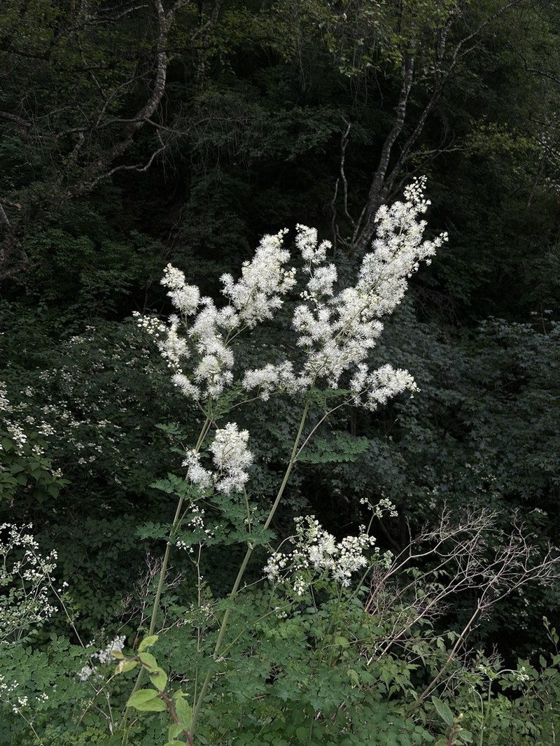 Thalictrum przewalskii photo 6