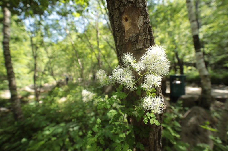 Thalictrum przewalskii photo 7