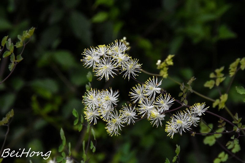 Thalictrum przewalskii photo 8