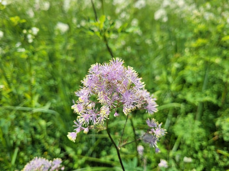 King Of The Meadow photo 5
