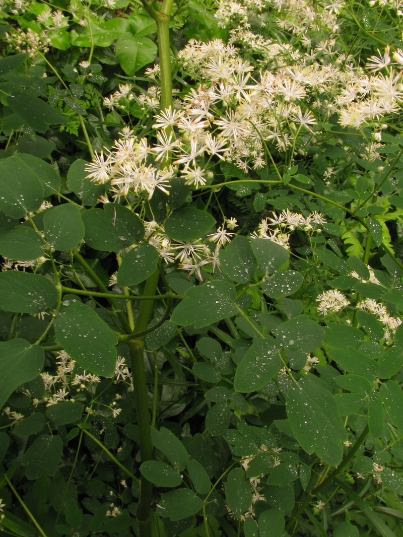 King Of The Meadow photo 4