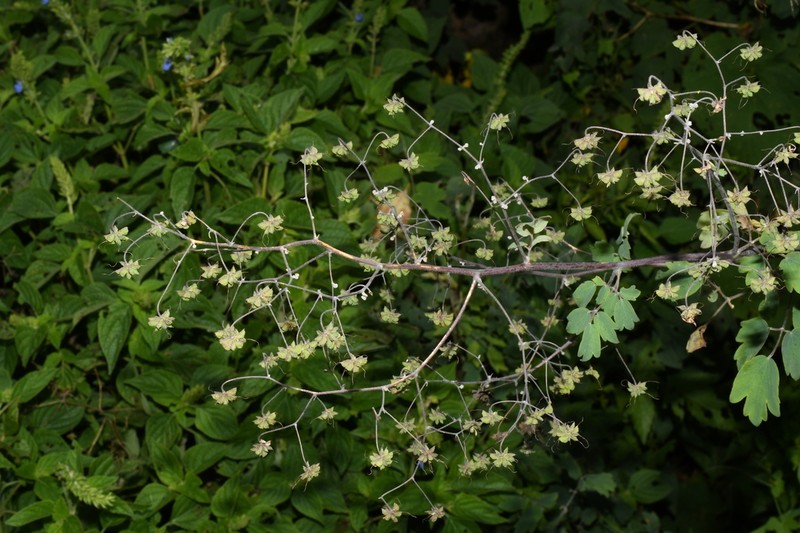 Thalictrum pubigerum