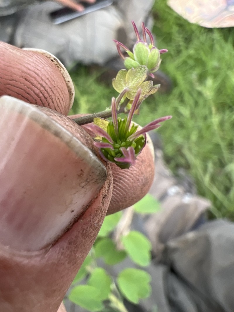Thalictrum pubigerum photo 2