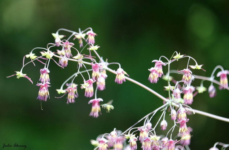 Thalictrum pubigerum photo 3