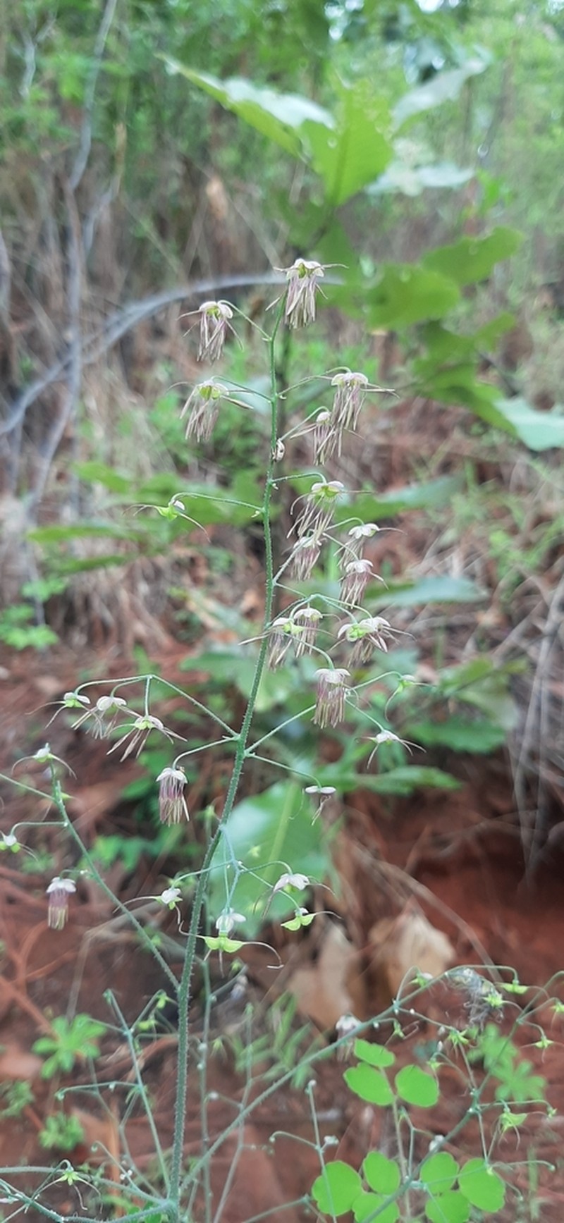 Thalictrum pubigerum photo 4