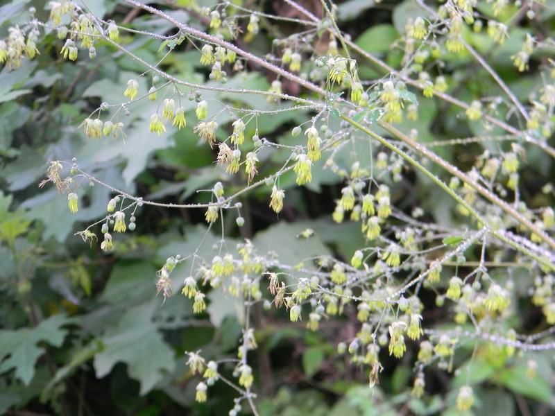 Thalictrum pubigerum photo 6