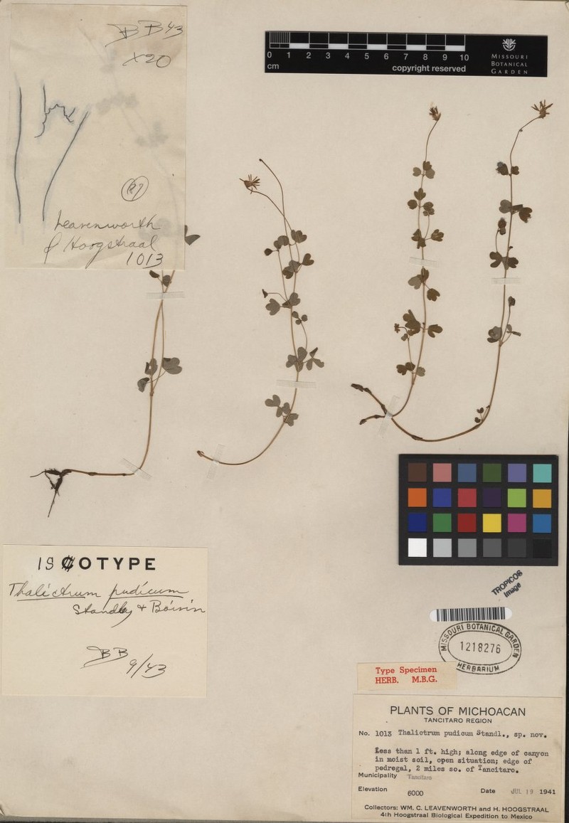 Thalictrum pudicum photo 2