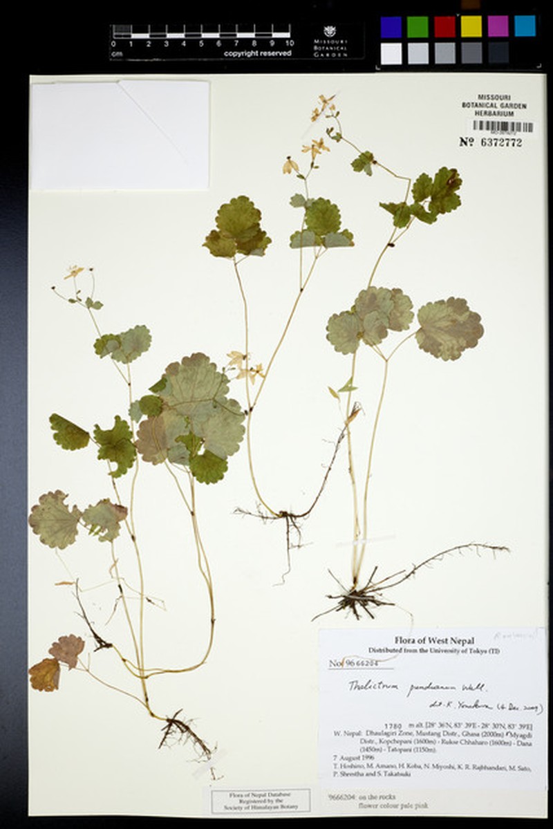 Thalictrum punduanum