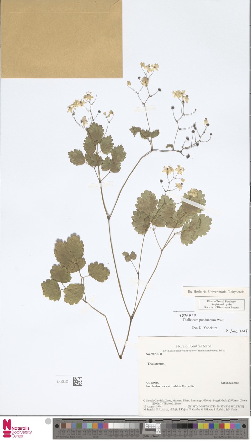 Thalictrum punduanum photo 2