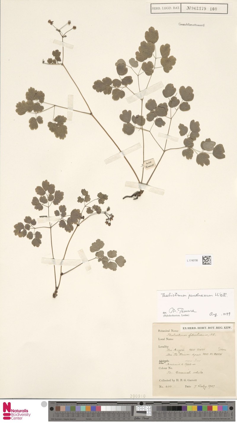 Thalictrum punduanum photo 3