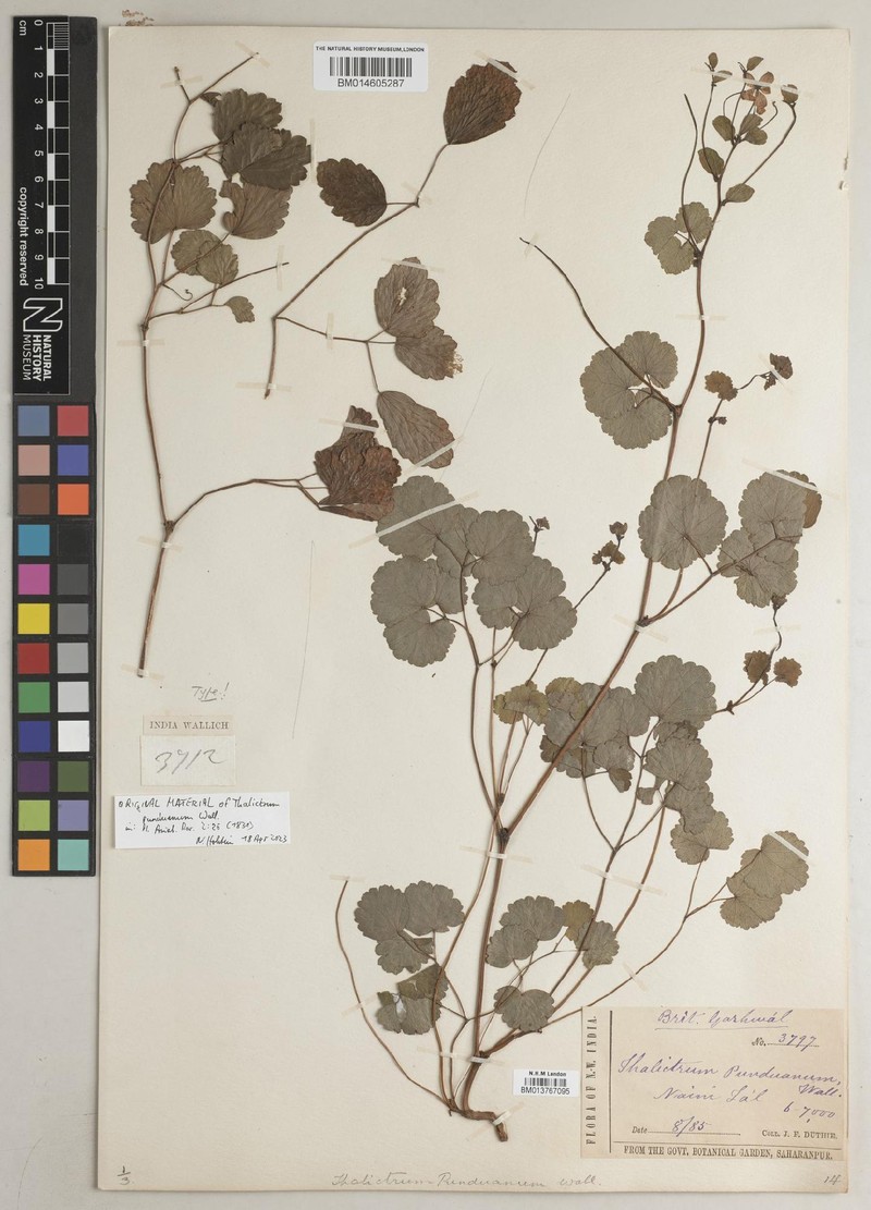 Thalictrum punduanum photo 4