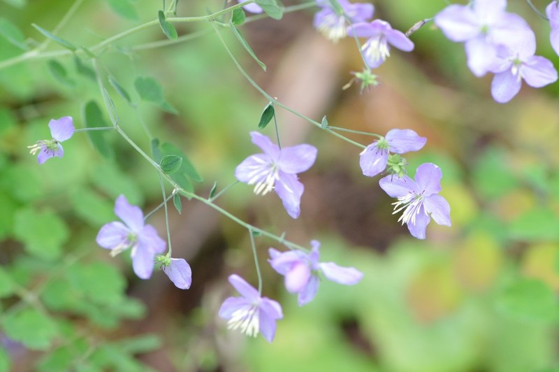 Thalictrum reniforme