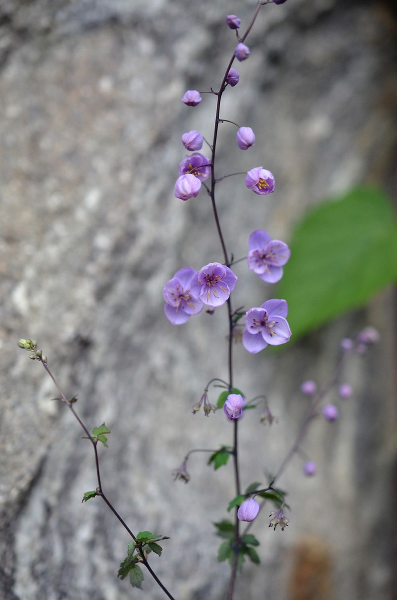 Thalictrum reniforme photo 2