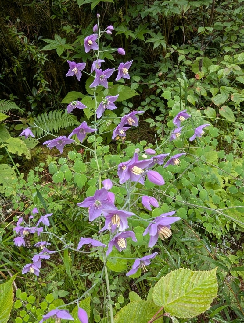 Thalictrum reniforme photo 3