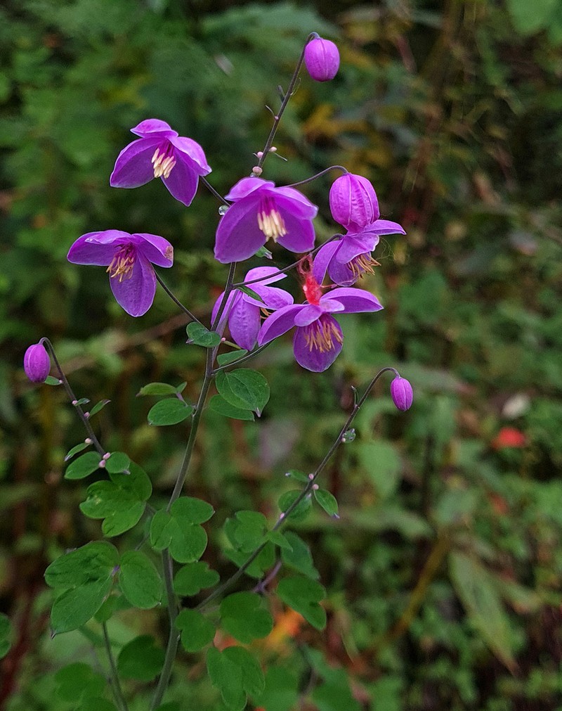 Thalictrum reniforme photo 4