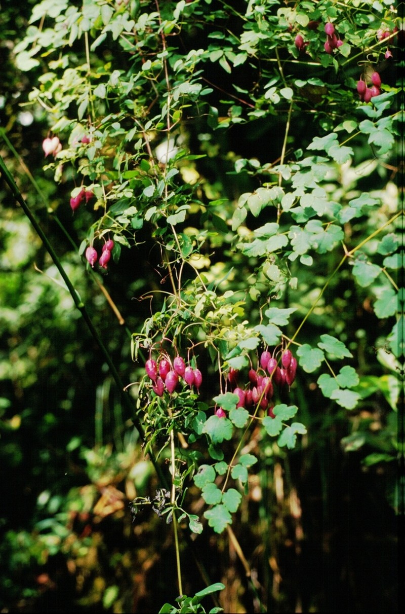 Thalictrum reniforme photo 5