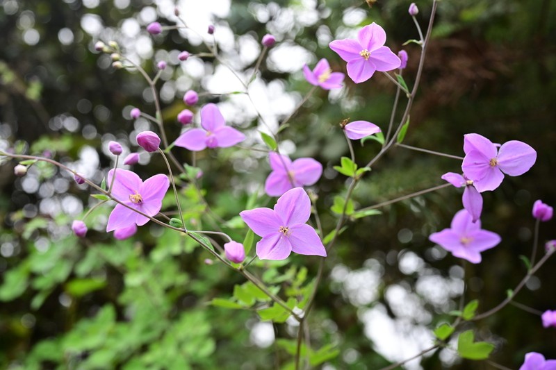 Thalictrum reniforme photo 6