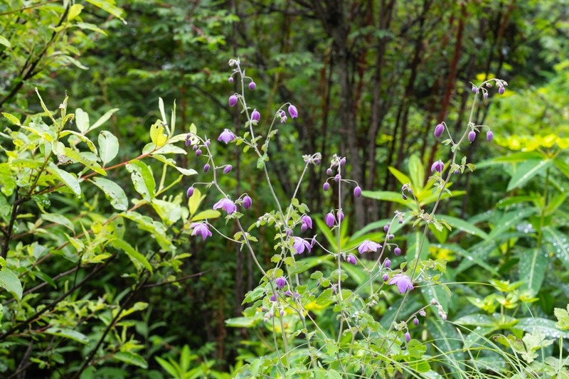 Thalictrum reniforme photo 7