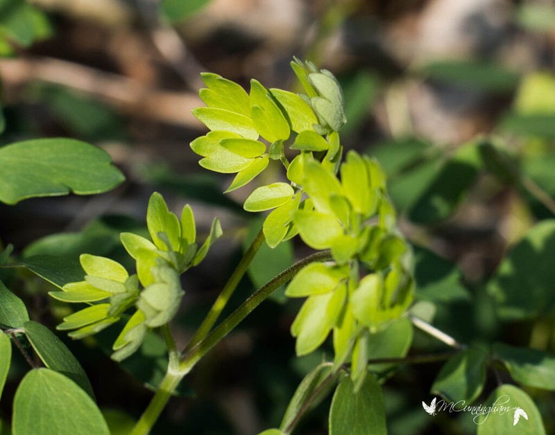 Thalictrum reniforme photo 8