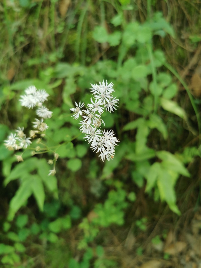Thalictrum reticulatum photo 2
