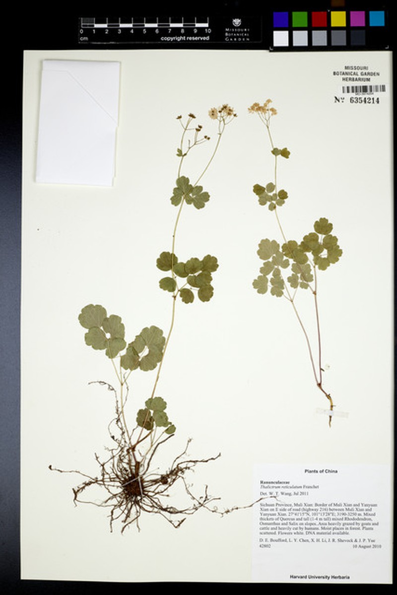 Thalictrum reticulatum photo 3
