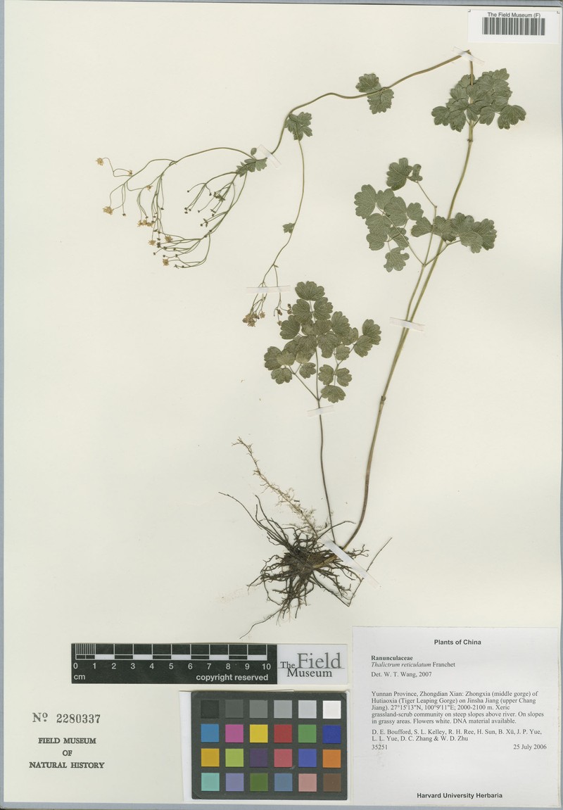 Thalictrum reticulatum photo 4