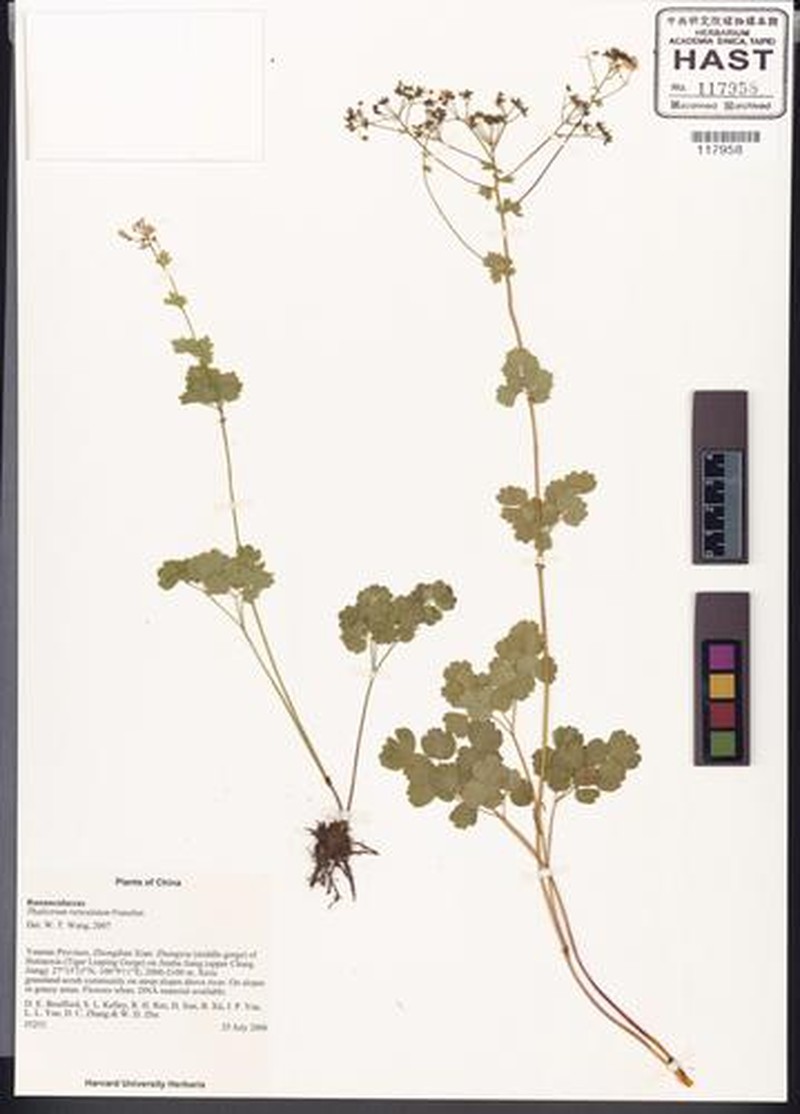 Thalictrum reticulatum photo 5