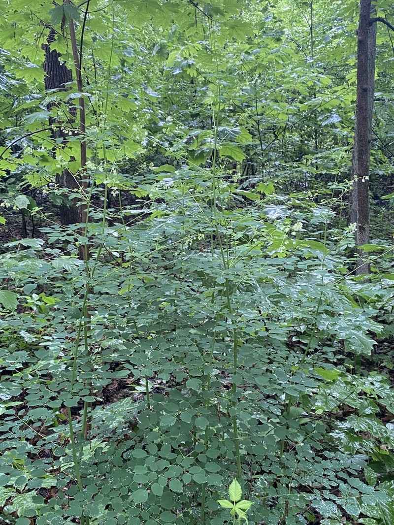 Waxyleaf Meadow-Rue