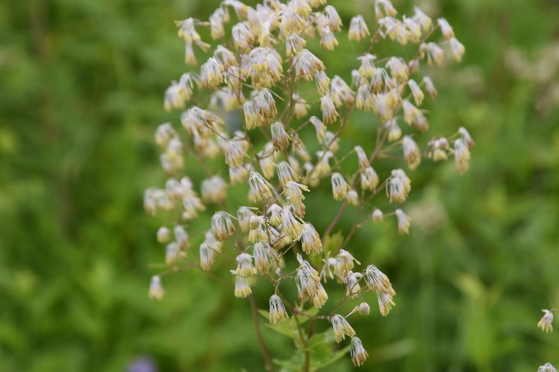 Waxyleaf Meadow-Rue photo 2
