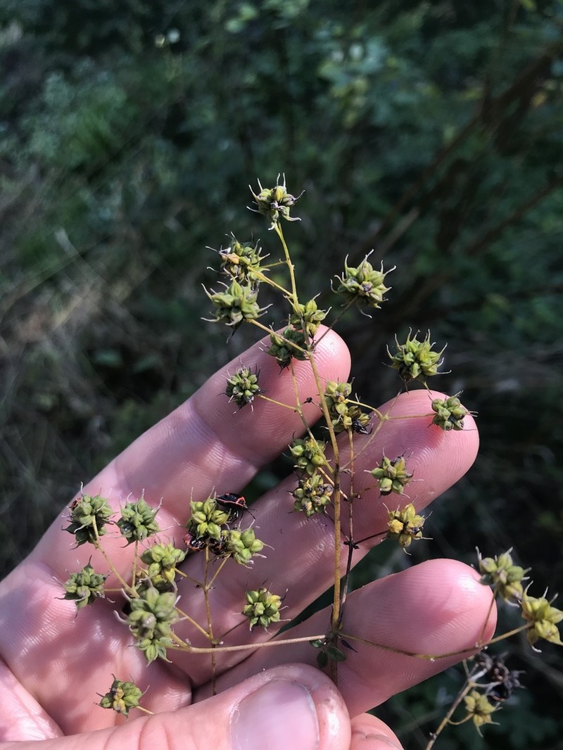 Waxyleaf Meadow-Rue photo 3