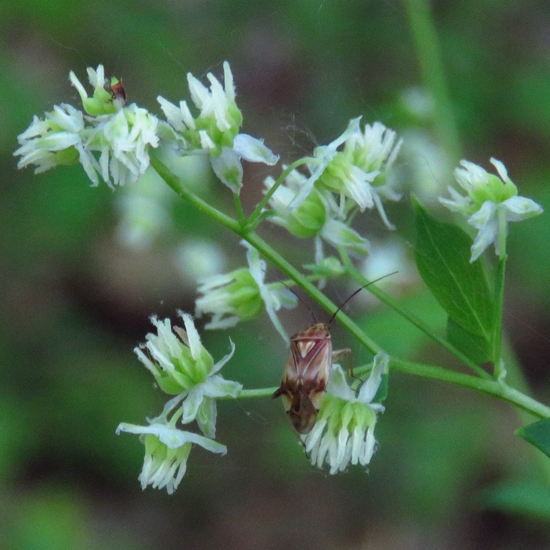 Waxyleaf Meadow-Rue photo 4
