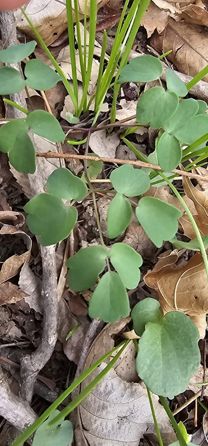 Waxyleaf Meadow-Rue photo 5