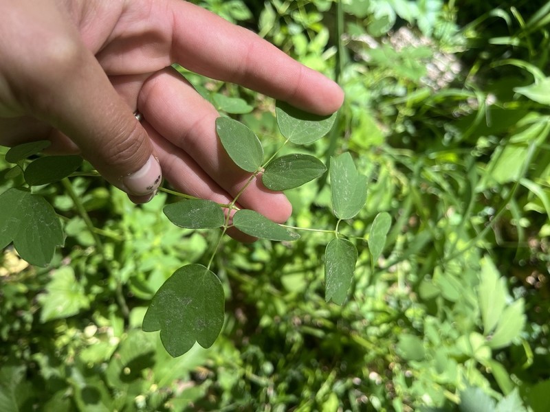 Waxyleaf Meadow-Rue photo 6