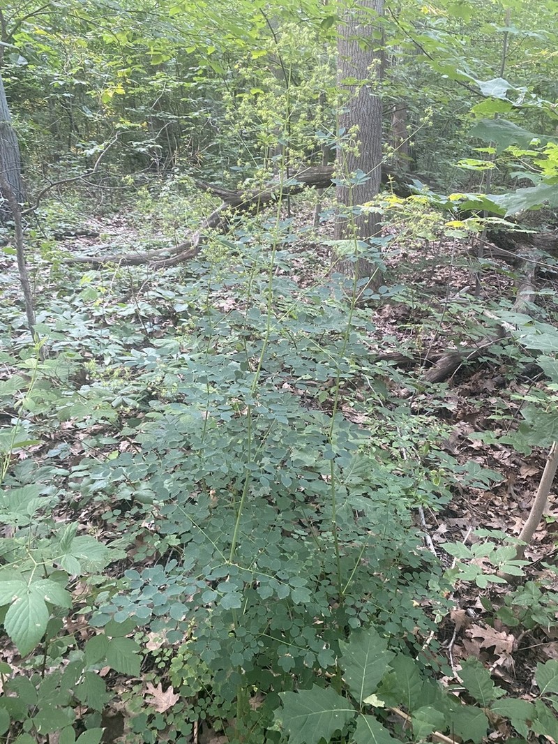 Waxyleaf Meadow-Rue photo 7