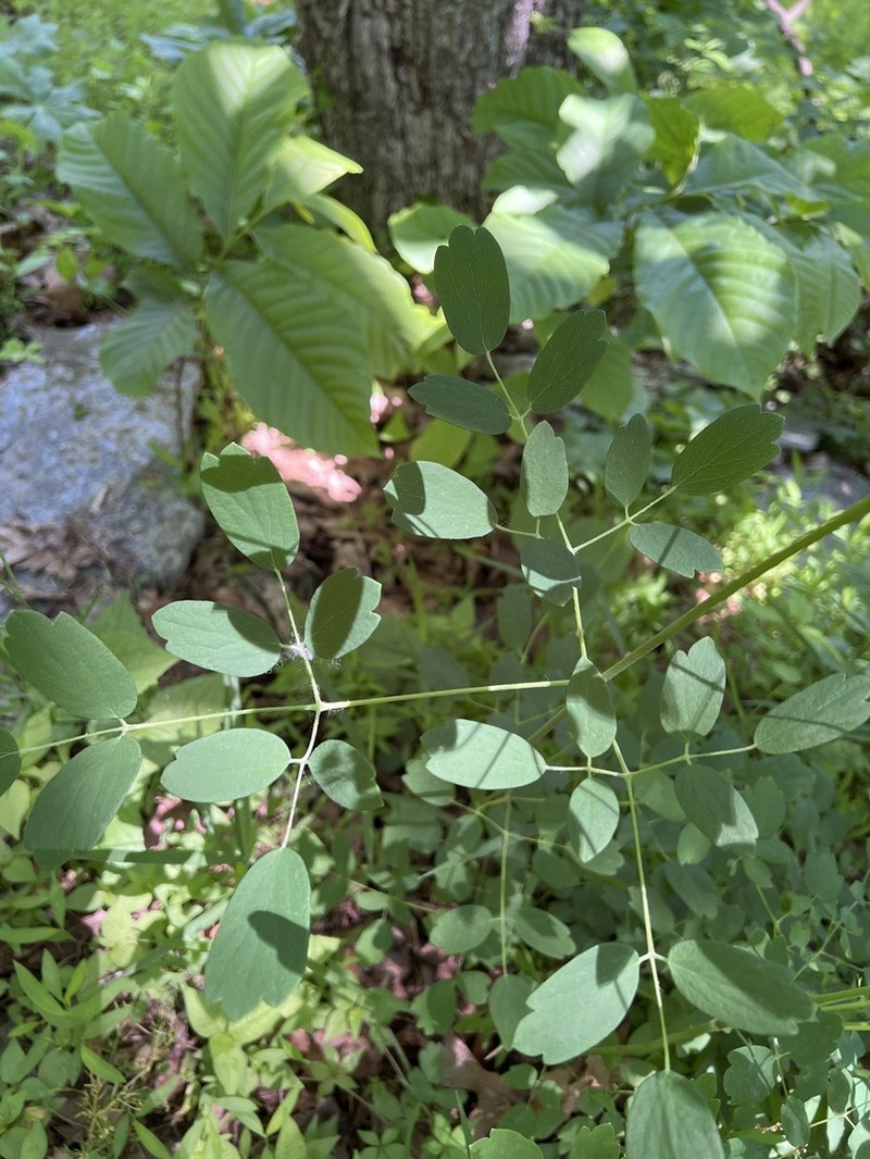 Waxyleaf Meadow-Rue photo 8