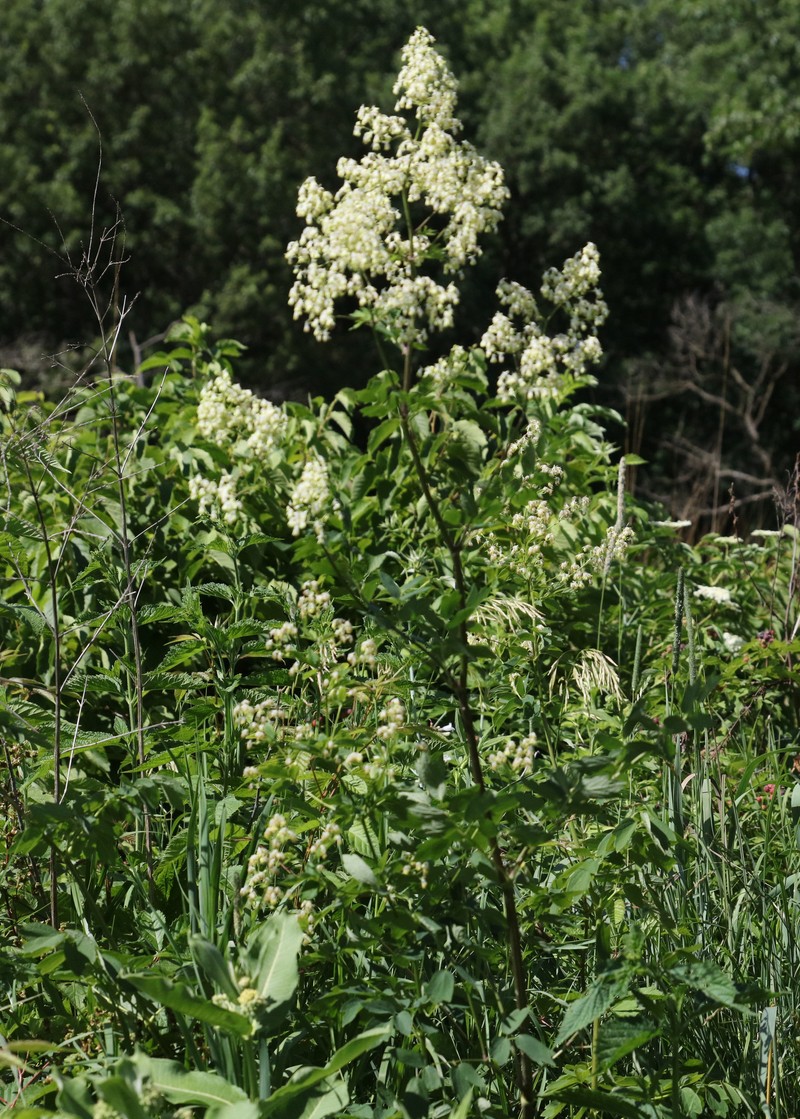 Waxyleaf Meadow-Rue photo 2