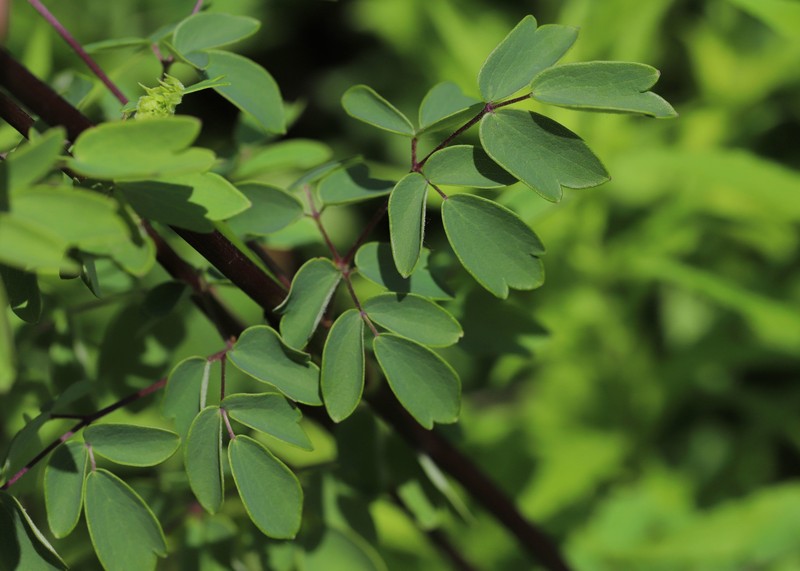 Waxyleaf Meadow-Rue photo 3
