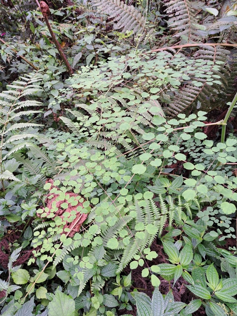 Thalictrum rhynchocarpum