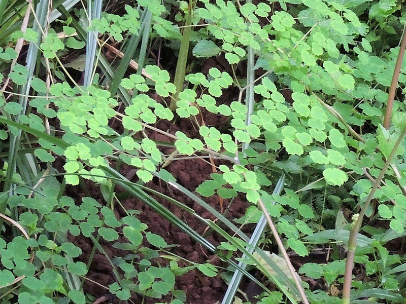 Thalictrum rhynchocarpum photo 2