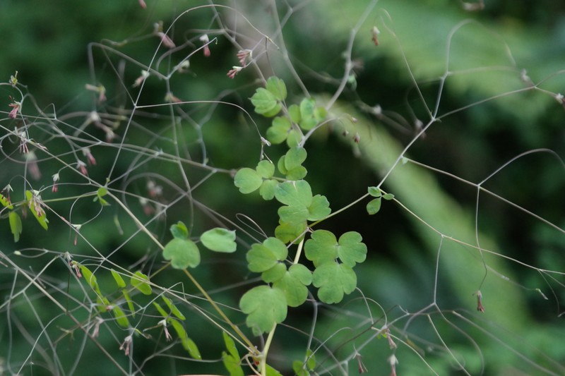 Thalictrum rhynchocarpum photo 3
