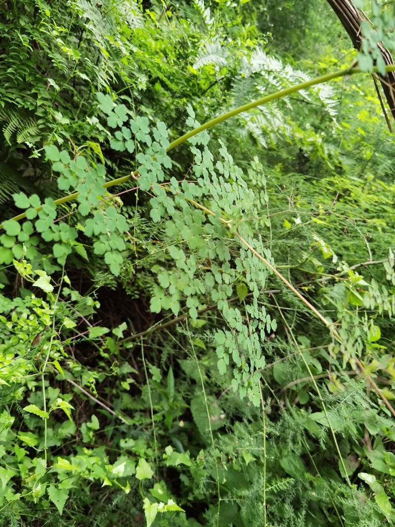 Thalictrum rhynchocarpum photo 4