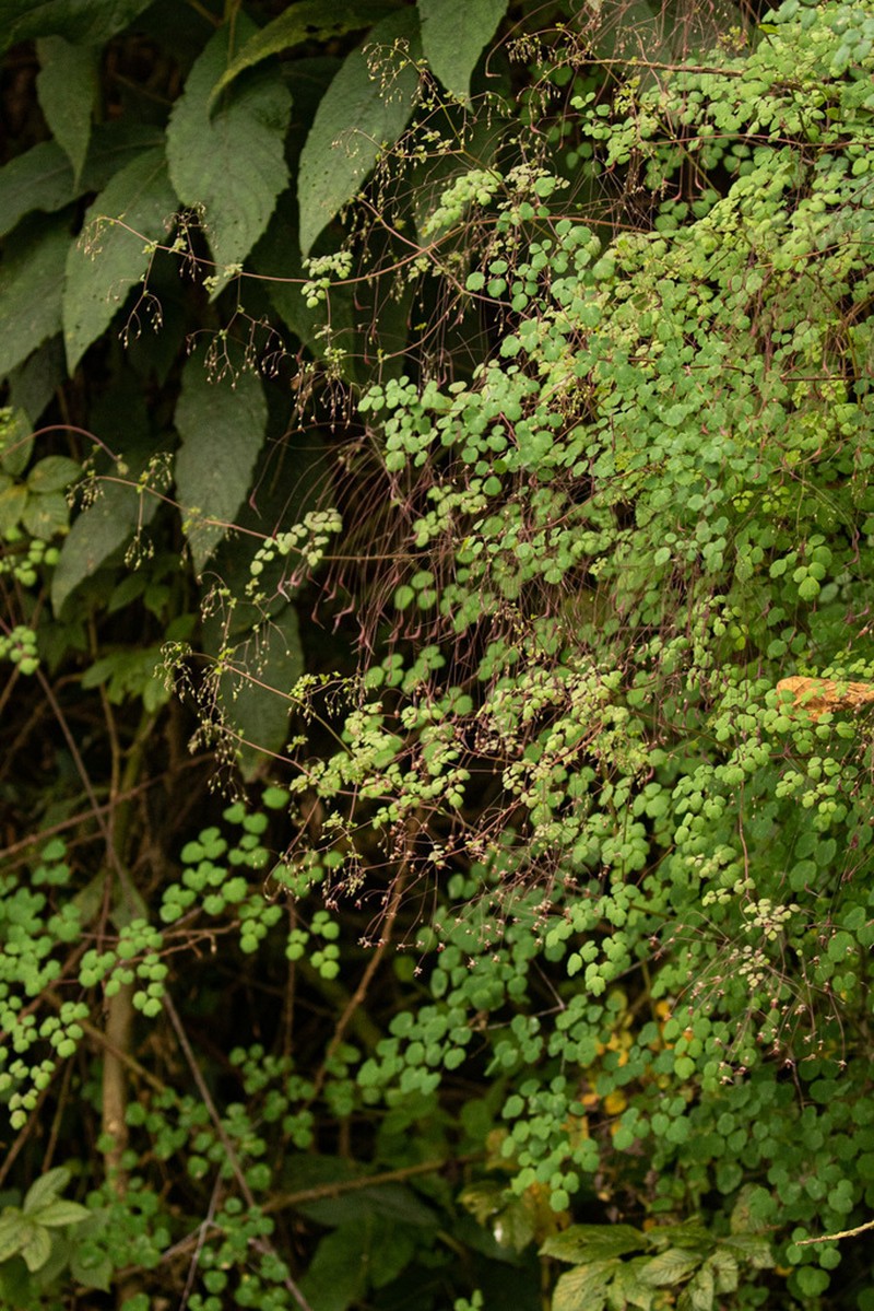 Thalictrum rhynchocarpum photo 6