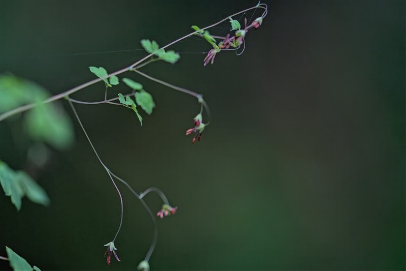 Thalictrum rhynchocarpum photo 7