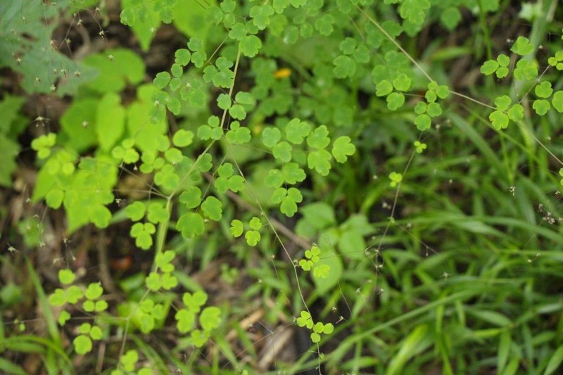 Thalictrum rhynchocarpum photo 8