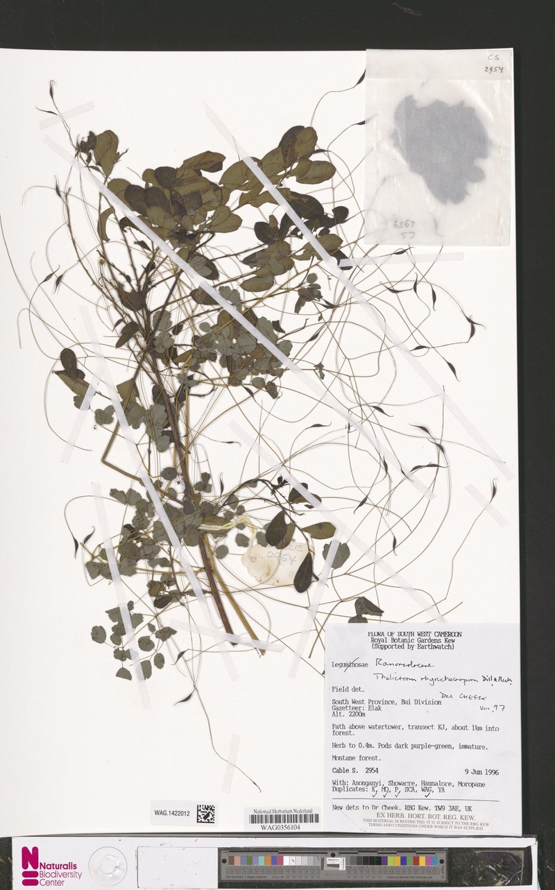 Thalictrum rhynchocarpum subsp. rhynchocarpum