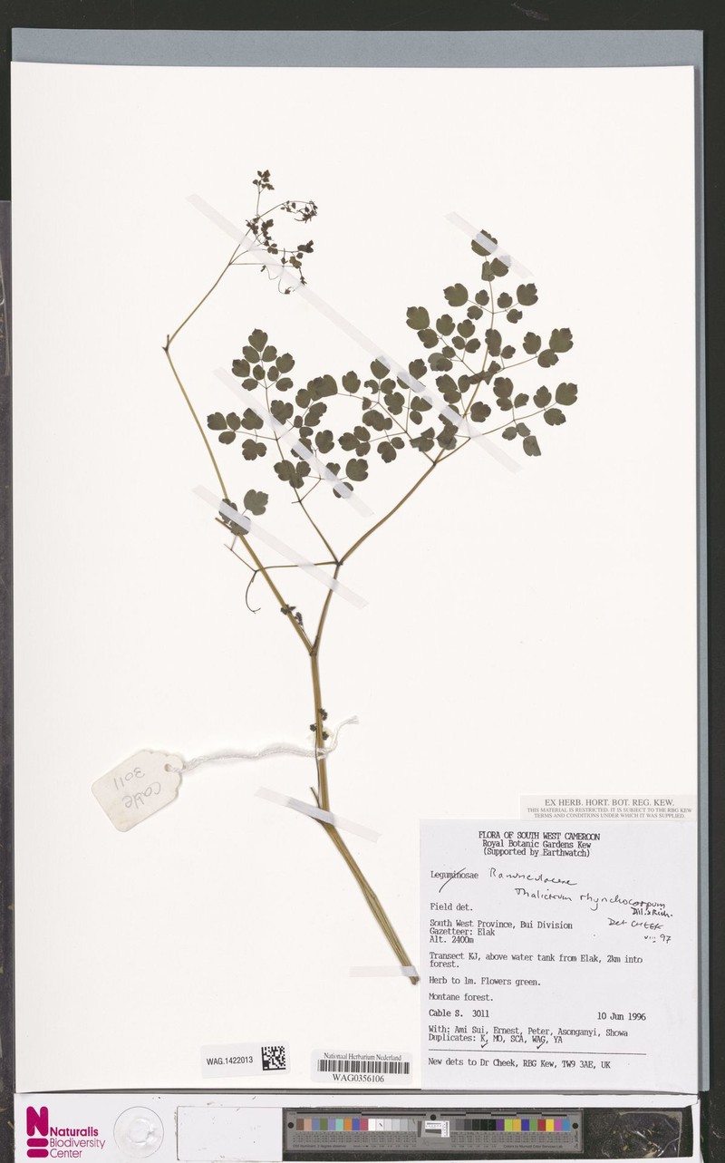 Thalictrum rhynchocarpum subsp. rhynchocarpum photo 2