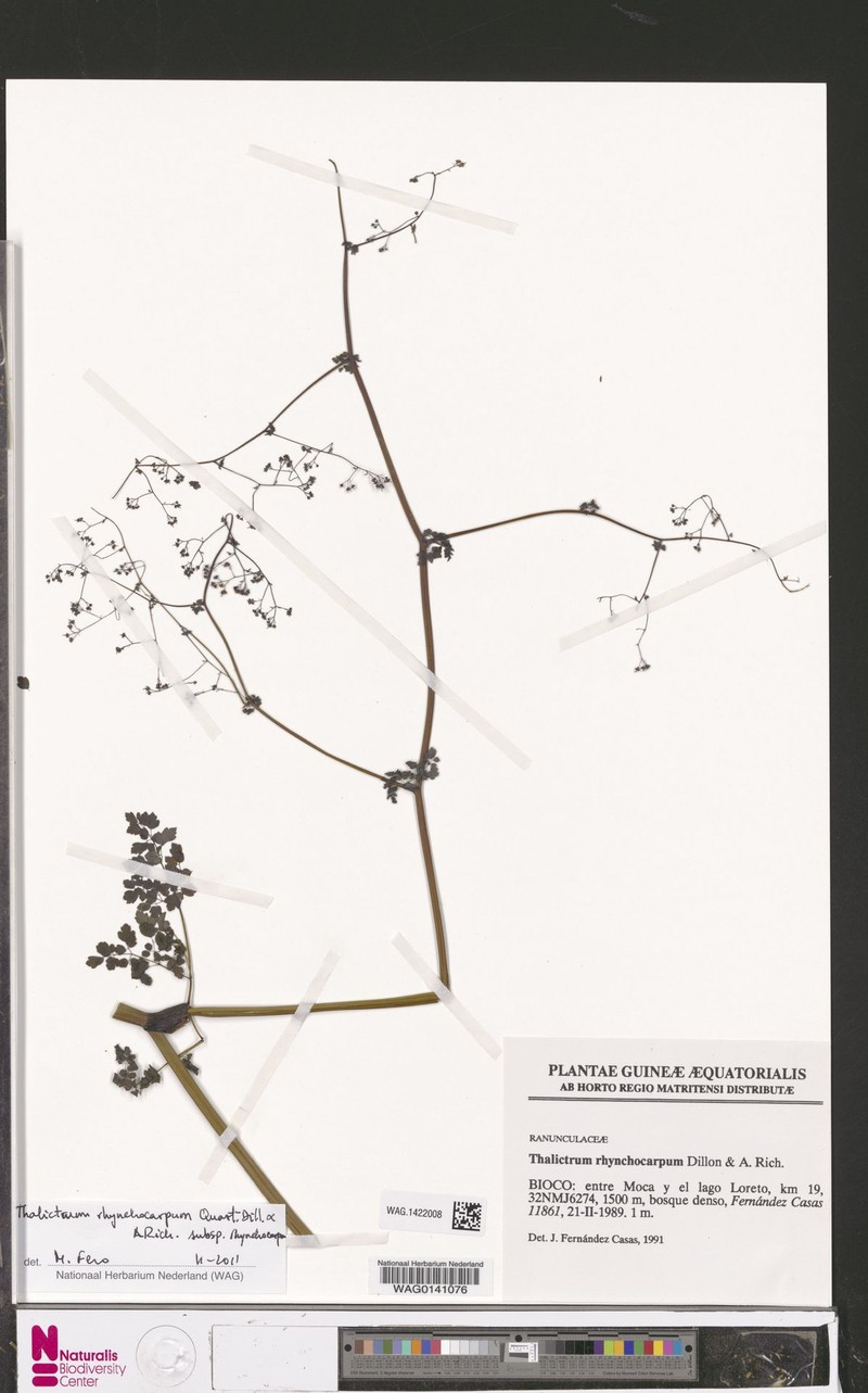 Thalictrum rhynchocarpum subsp. rhynchocarpum photo 3