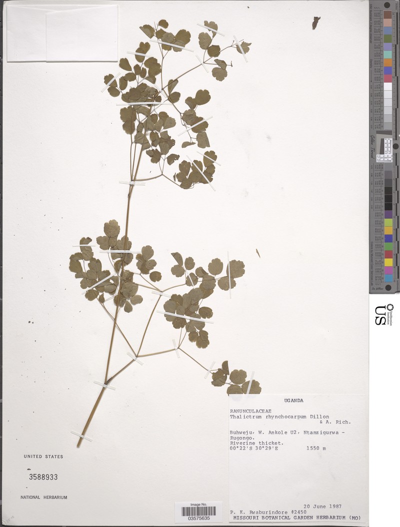 Thalictrum rhynchocarpum subsp. ruwenzoriense