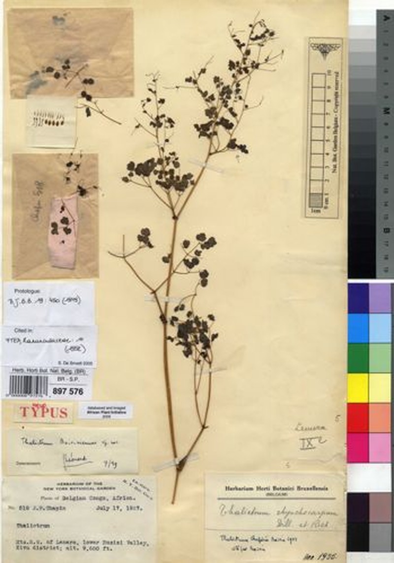 Thalictrum rhynchocarpum subsp. ruwenzoriense photo 2